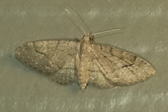 Eupithecia unicolor