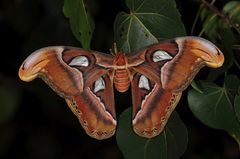 Attacus