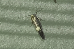 Polix coloradella