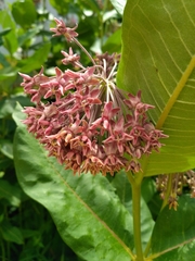 Asclepias speciosa × syriaca