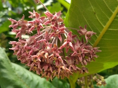 Asclepias speciosa × syriaca
