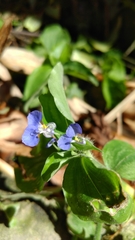 Commelina