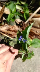 Commelina