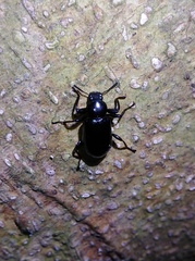 Derosphaerus exularis