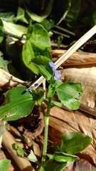 Commelina