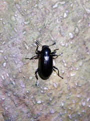 Derosphaerus exularis