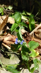Commelina