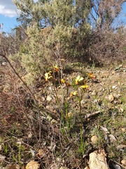Diuris brumalis
