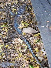 Sceloporus minor cyaneus