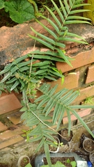 Pteris vittata