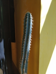 Cereeae