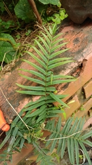 Pteris vittata