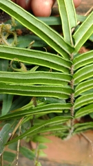 Pteris vittata