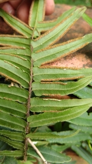 Pteris vittata