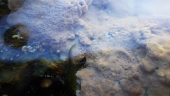Eulalia clavigera