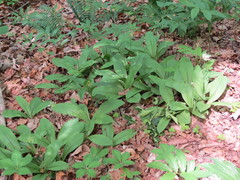 Clintonia umbellulata
