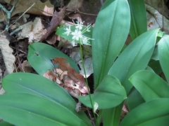 Clintonia umbellulata