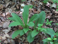 Clintonia umbellulata