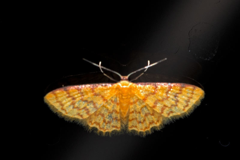 Lobocleta tenellata