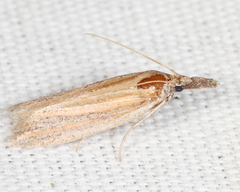 Bandera binotella