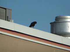 Corvus brachyrhynchos caurinus