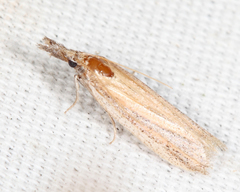 Bandera binotella