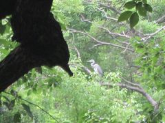 Ardea cinerea