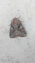 Trichordestra liquida