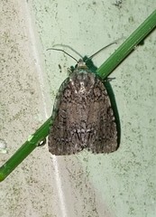 Acronicta exilis