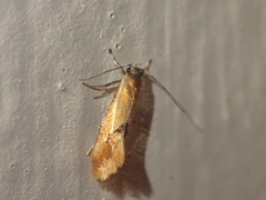 Hybroma servulella