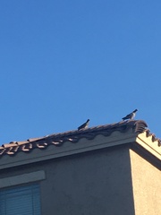 Columba livia domestica