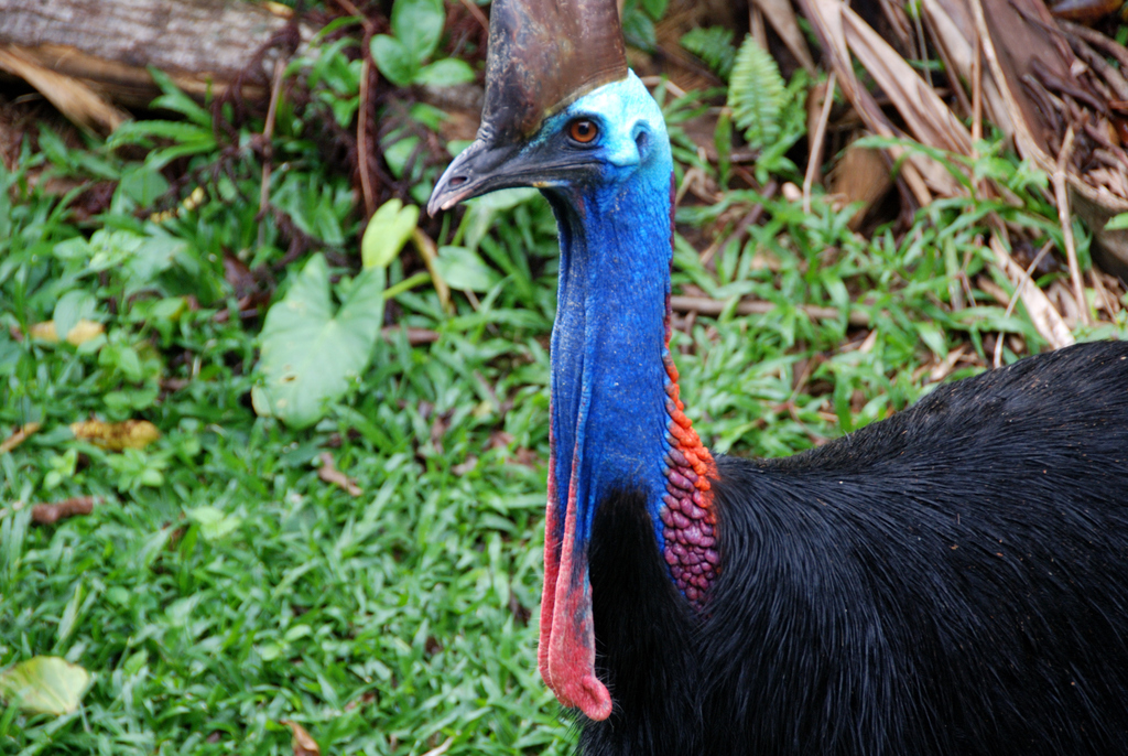 Southern Cassowary from Cape Tribulation QLD 4873, Australia on July 03 ...