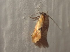 Hybroma servulella