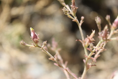 Cordylanthus parviflorus