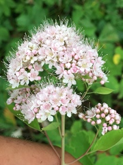 Spiraea × pyramidata