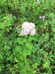 Spiraea × pyramidata