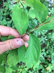 Spiraea × pyramidata