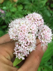 Spiraea × pyramidata