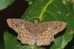 Caprona ransonnettii