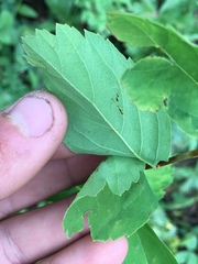 Spiraea × pyramidata