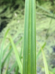 Carex