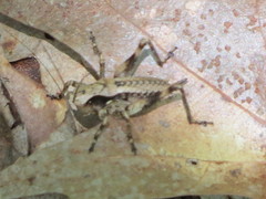 Atlanticus monticola