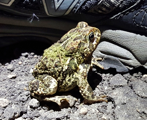 Canadian Toad