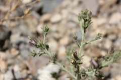 Cordylanthus parviflorus