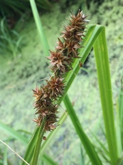 Carex