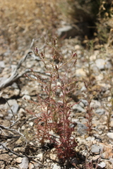 Cordylanthus parviflorus