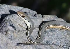 Masticophis bilineatus