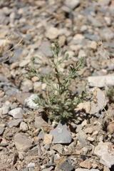 Cordylanthus parviflorus