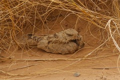 Caprimulgus aegyptius