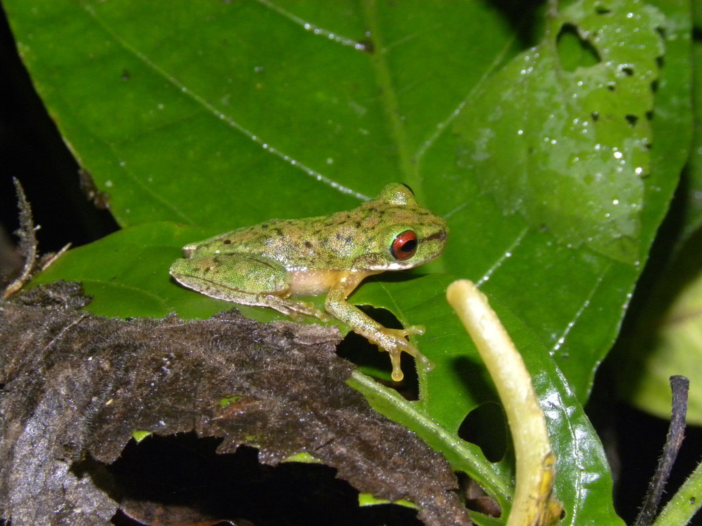 Sierra Juarez Brook Frog